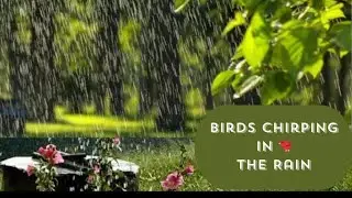 Birds Chirping and Singing in Rain| Meditation| Relaxation| Nature Sounds #RainSounds #Relaxation