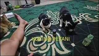 EDUKASI  KUCING LOKAL MINUM VITAMIN dan OBAT