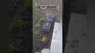 дачный сезон 2024 анонс #дача #сад #цветы #огород #баня #лайфхаки #анонс #рассада #теплица #урожай