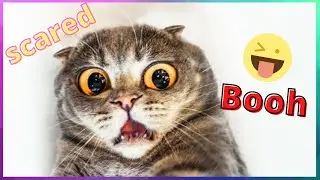 Best scared cats compilation 2021 🙀😹 | Startled Cats Part  3