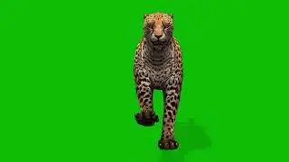 Cheetah Run Front View Loopin 60 seconds | Free Green Screen 3D Animation Wildlife Theme