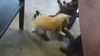 Terhibur tengok anak kucing main