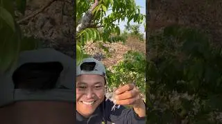 Kali ini di pohon kedondong gais 😁