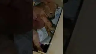 Puppy rescued in a accident 