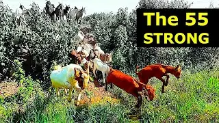 Goats VS Ditch!