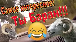 Самое интересное видео про Баранов! БАРАНЫ В ДЕЛЕ.