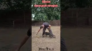 Dog training. Дрессировка щенка немецкой овчарки. #shepherd #shepherddog #dog #dogs #puppydog #puppy
