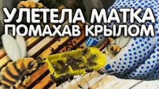 Пчелиный отводок на плодную матку. [3/5] УЛЕТЕЛА МАТКА помахав крылом.