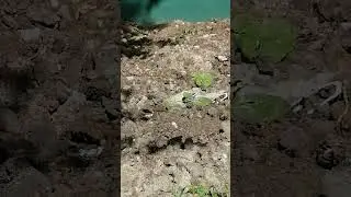 Птичка - торопушка ( трясогузка)😊