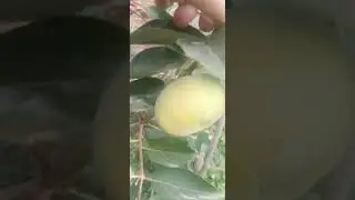 Хурма Краснодарский край.