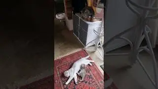 Everyone has their own role in the family / dad cat and mom cat 🥰 