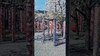 this is Kyoto Japan