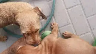 Puppy socialization at the Zoldmali Kennel- Unicum the Wirehaired Vizsla