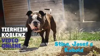 Tierheim Koblenz ~~ Bulldoggen - Mix