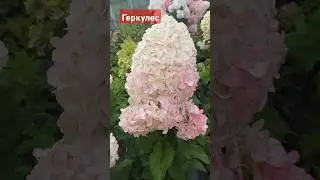 Геркулес#гортензииметельчатые