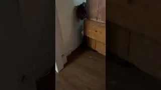 Mother cat Opening Door for Her Kittens #cute #shorts