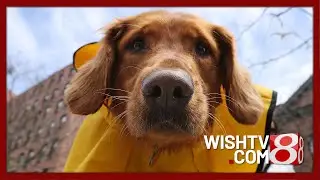 ‘Pet Pals TV’: Golden Retriever energy