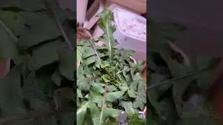 #растения