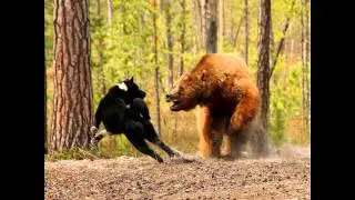 Wildlife "Fantastique"