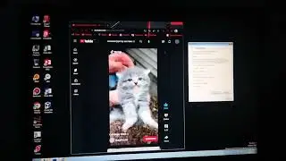 Cat Scream has BSOD