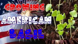 Growing American Basil from Seed (Ocimum Americanum)