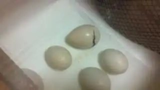 Pheasant Egg Hatching in 3 seconds