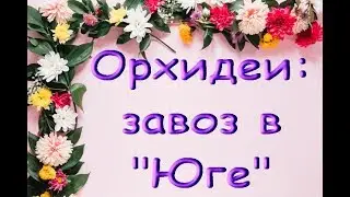 ЗАВОЗ прекрасных ОРХИДЕЙ в 