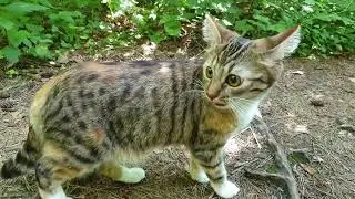 Когда мы были молодыми! 😺 Летняя прогулка Маруси по ЛЕСУ!