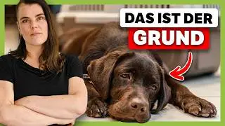 Warum in Hundeschulen KEINE Frustrationstoleranz gelernt wird