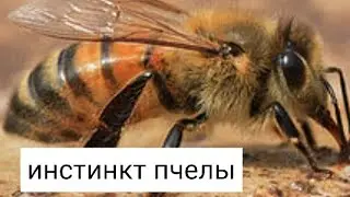 Пчелиный Инстинкт. Кашковский В.Г.