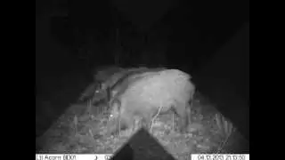 Kŕmny bubón a diviačia zver