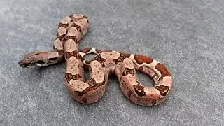 IMG boa litter update