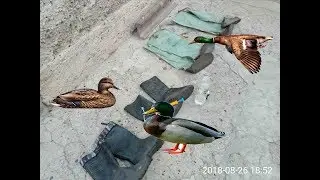 #Как