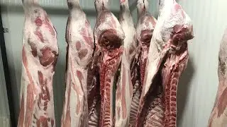ОБВАЛКА СВИНОЙ ПОЛУТУШИ