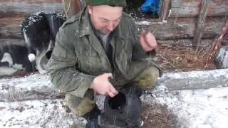 Медведь и чайник ( рассказ охотника)