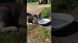 Cute cat laying down and drinking water