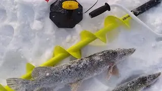 Щука на ЖЕРЛИЦЫ в ЯНВАРЕ.  Не плохой результат....