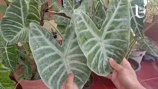 How to make your Alocasia plant leaves shiny.
