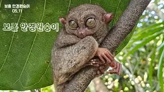 필리핀 보홀 안경원숭이