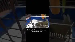 Arklar Buda Ölurmu:( Pls Cevap Verin 