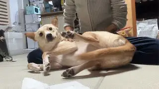 강아지 발 털 깎는 영상