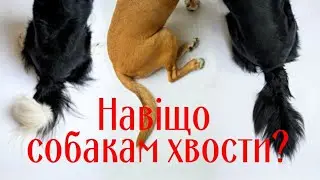 Навіщо собакам хвости?  Why do dogs have tails?