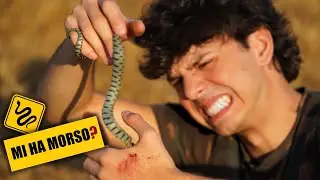 QUESTO SERPENTE È VELENOSO?