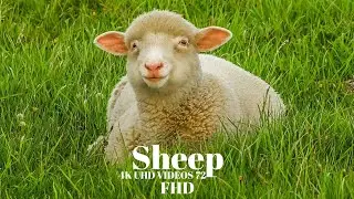 Domestic sheep animal fhd video @4kuhdvideos722