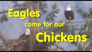 Eagles Come For Chickens
