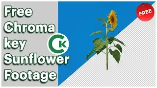 Sunflower Green Screen Footage | Free Chroma Key Plant