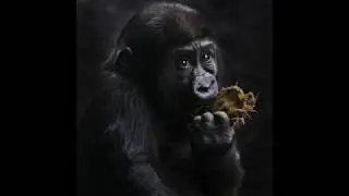 Sonya Lang Photography - Part of Beautiful Zoo collection is shown here.