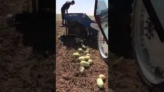 Kabak Karpuz hasat makinesi makinası 2018