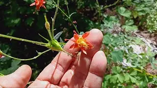 Good Plants: crimson columbine - Always Ants