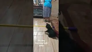my dog learning high jump